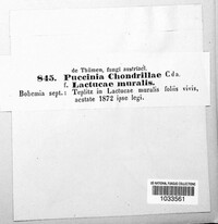 Puccinia chondrillae image